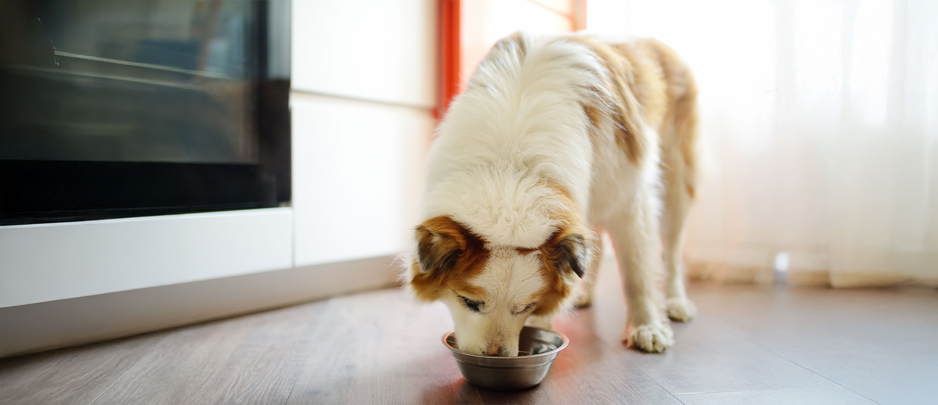 mala-digestion-en-perros.jpg mala-digestion-en-perros.jpg